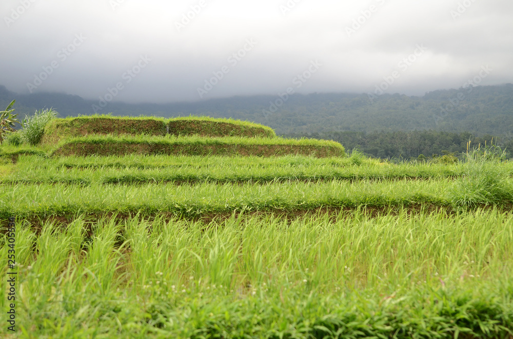 Beautiful Jatiluwih rice terraces in Bali Beautiful Jatiluwih rice terraces in Bali