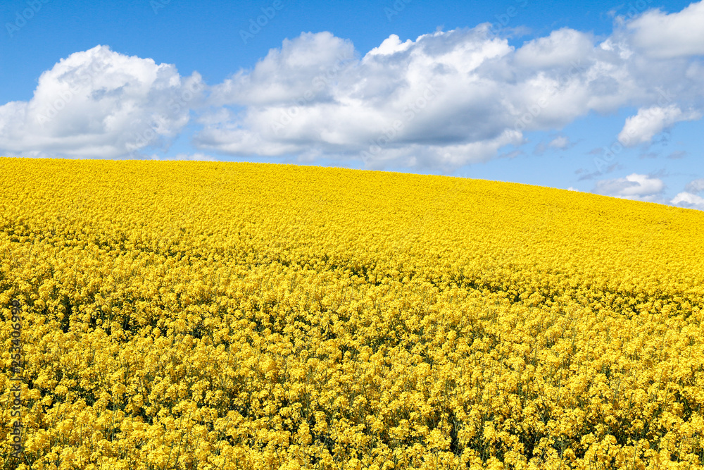 Obraz premium Field of bright yellow flowers of Rapeseed (Brassica napus) on sunny summer day under a blue sky