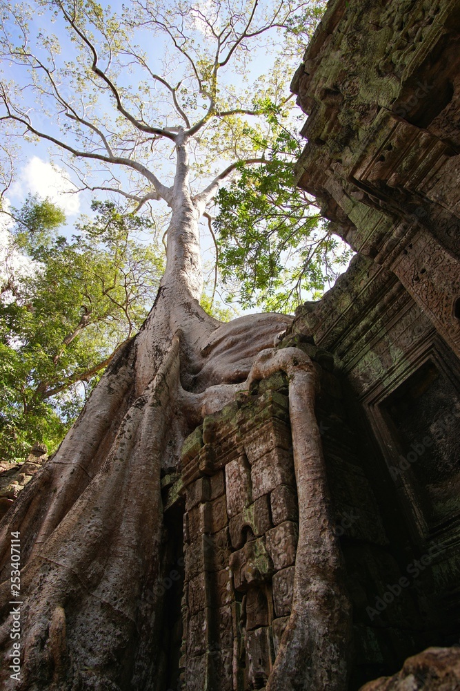 Cambodia temple taken back by nature