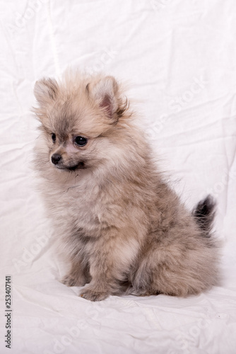 pomeranian puppy the age of 2 month isolated on white © sushytska