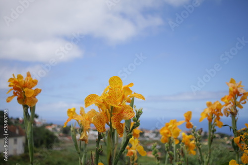 Blumen