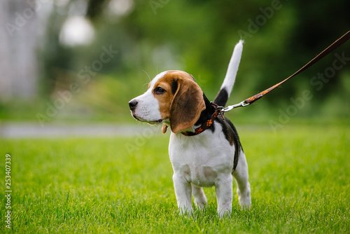 Dog on green meadow. Beagle puppy walking photo