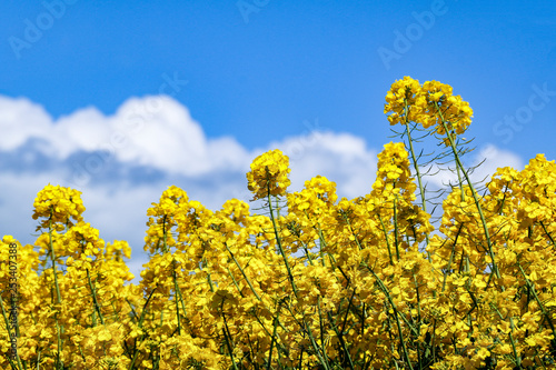 Low angle view of bright yellow flowers of Rapeseed (Brassica napus) on sunny summer day under a blue sky