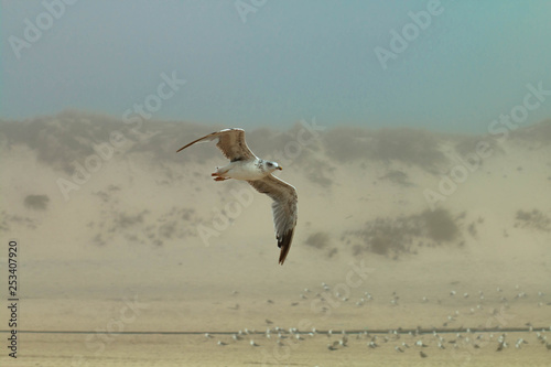 gull
