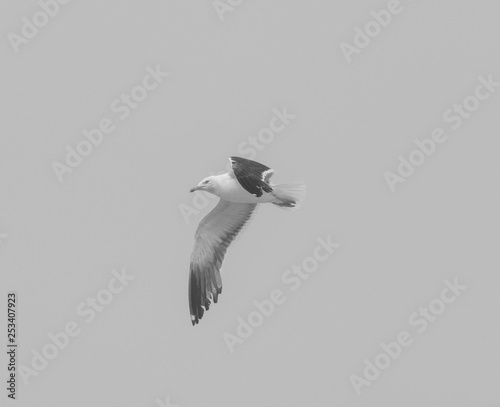 gull black and white