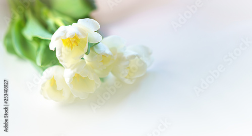 Spring white tulip flower close-up in soft lighting on white background. Selective focus. Soft and gentle tulip flower. Tulip wallpaper. Concept gift for Valentine's day, birthday, 8 March.