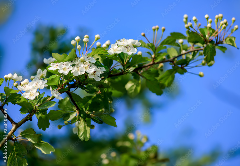 Blooming bushes branch in springtime. Beautiful white florets in orchard. Blue sky. Spring bushes with soft focus and blurry. Toned image doesn’t in focus.