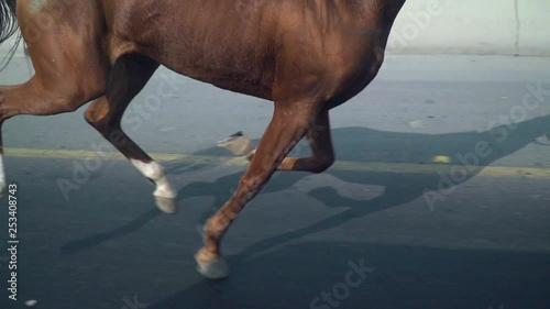 A bay horse running on the public road, Side close view of four legs of the horse and a bit of his tail photo