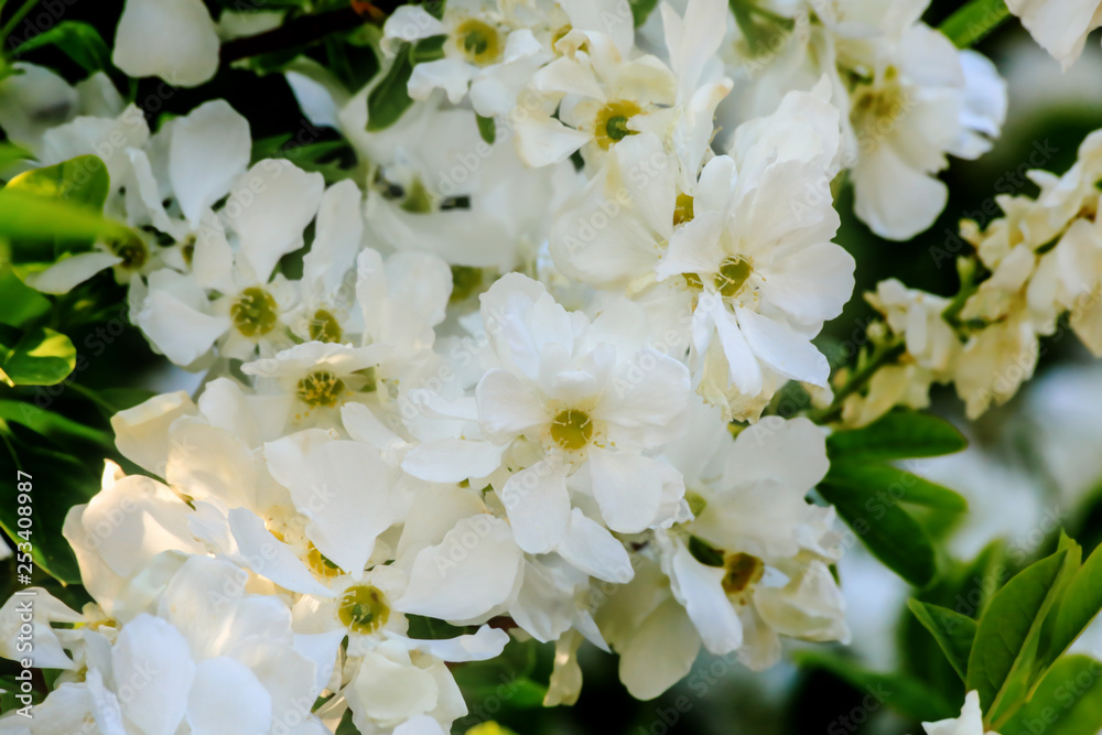 A branch of cherry blossoms. Blooming cherry tree in springtime. Beautiful spring flowers in orchard. Sakura with soft focus and blurry. Image does not in focus.