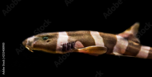 juvenile brown banded bamboo shark isolated on a black background, tropical fish from the pacific ocean photo