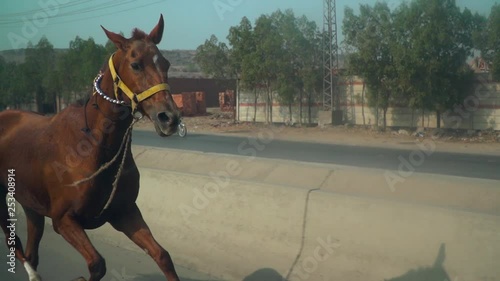 A bay horse with yellow horse bridle running on the public road, Side close view of horse head, On the other road People are observing the horse photo