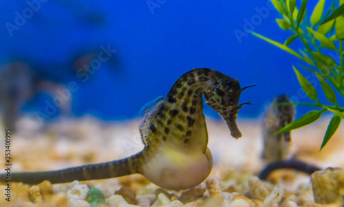 big bellied seahorse in macro closeup, tropical sea animal with a big belly, popular aquarium pet photo