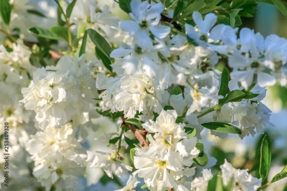 Blooming cherry tree in springtime. Beautiful spring white flowers in a garden. Sakura with soft focus. Nature wallpaper. Image is not in focus. Blooming cherry tree in springtime. Beautiful spring white flowers in a garden. Sakura with soft focus. Nature wallpaper. Image is not in focus.