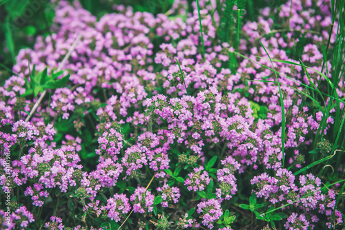 Thymus with flowers