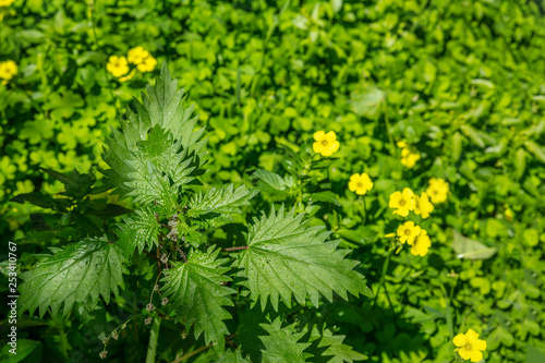 Urtica dioica, common or stinging nettles background, closeup view