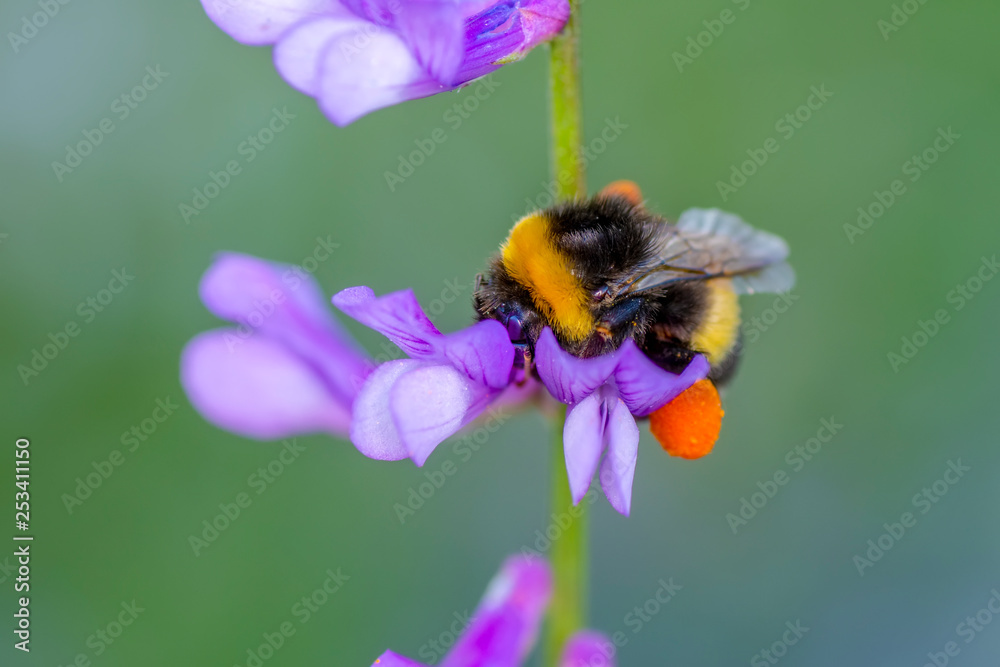 Image of bee or honeybee on yellow flower collects nectar. Golden honeybee on flower pollen with space blur background for text. Insect. Animal Image of bee or honeybee on yellow flower collects nectar. Golden honeybee on flower pollen with space blur background for text. Insect. Animal