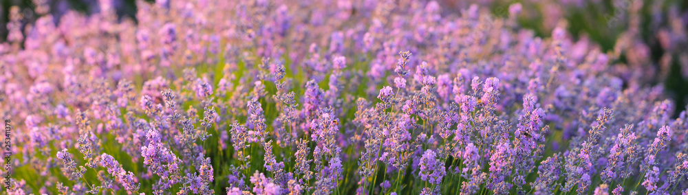 The flowering bush of fragrant lavender in a sunlight. The flowering bush of fragrant lavender in a sunlight.