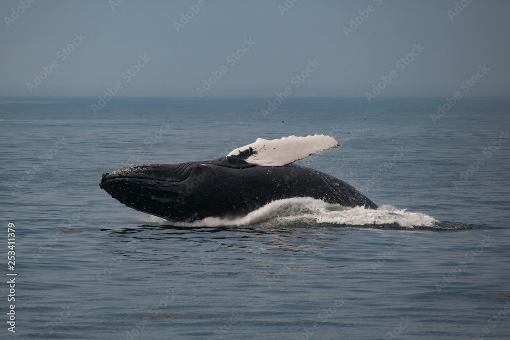 Fototapeta premium Adventure Cape Cod 6