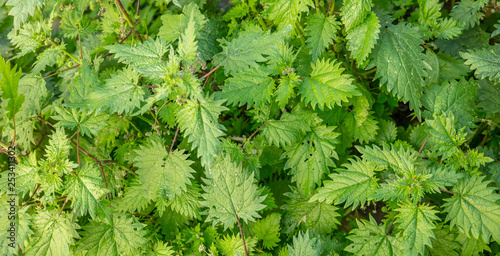 Urtica dioica  common or stinging nettles background.