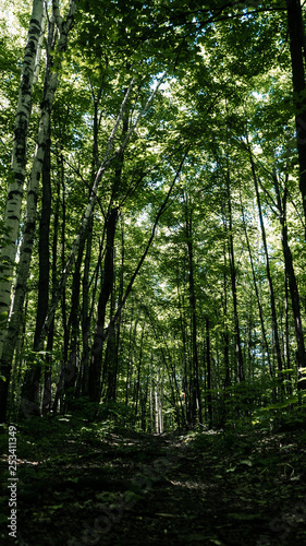 path in the woods
