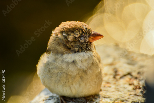 Sparrow