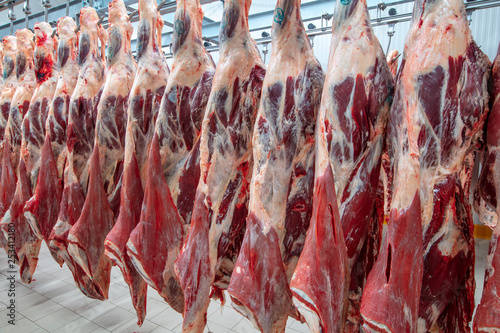Meat industry,meats hanging in the cold store. Cattles cut and hanged on hook in a slaughterhouse. Halal cutting.