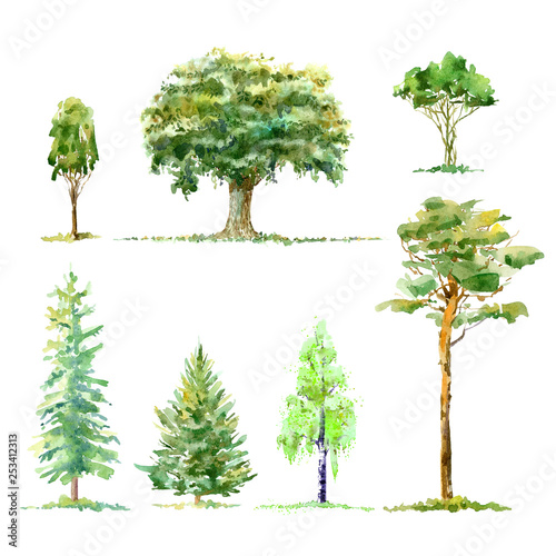 Oak birch pine spruce.Deciduous and conifers tree.Watercolor hand drawn illustration.White background.