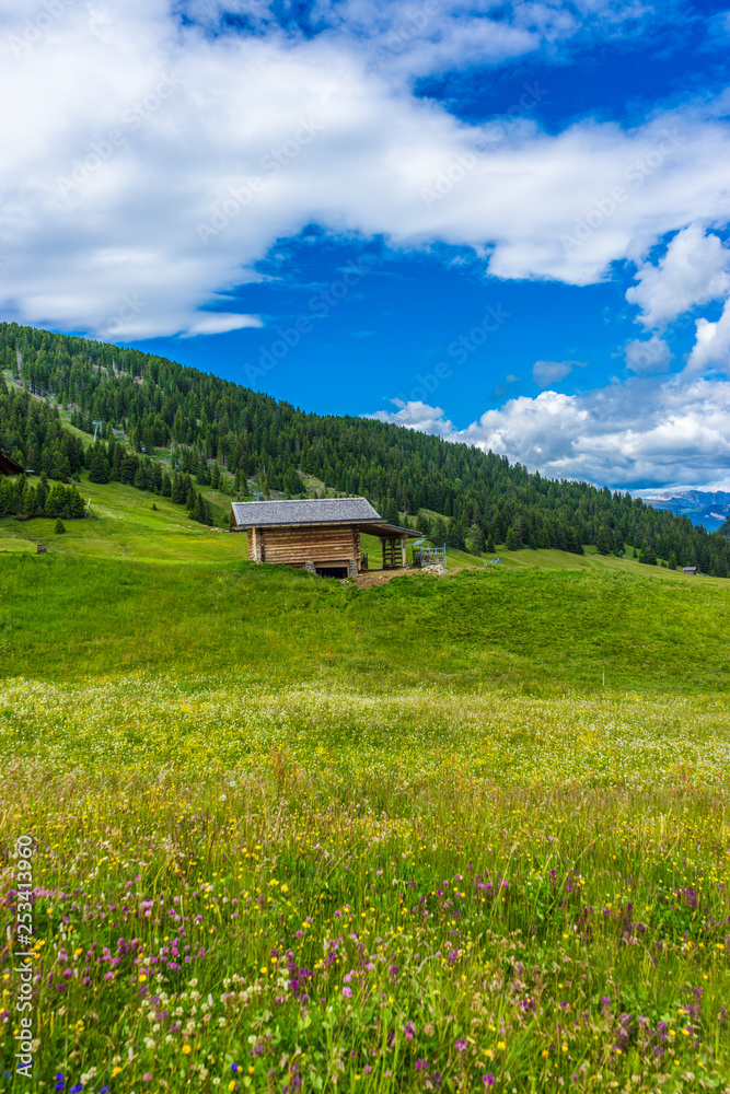 Alpe di Siusi, Seiser Alm with Sassolungo Langkofel Dolomite, a close up of a lush green field Alpe di Siusi, Seiser Alm with Sassolungo Langkofel Dolomite, a close up of a lush green field