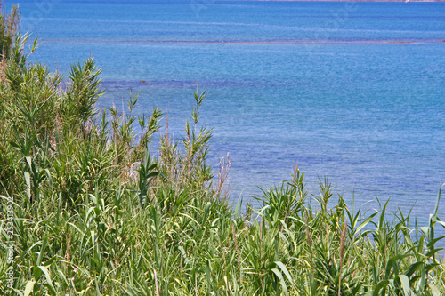 Grassy reeds by the sea