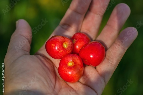 A hand holding wild red cherries on a summer sunny day in a garden, blurry green background, healty organic food