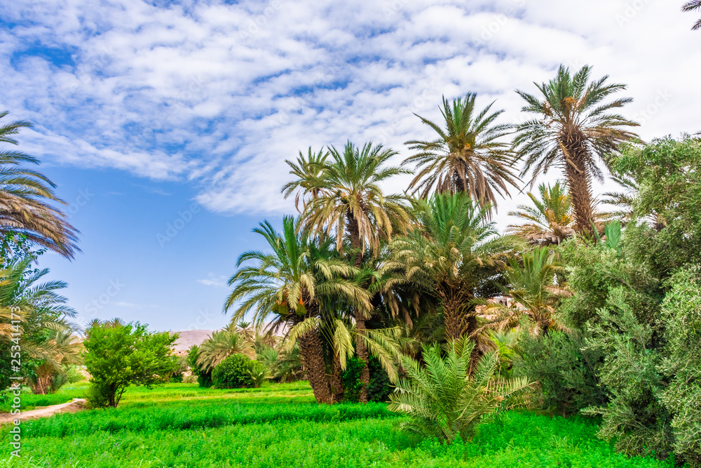 Palms and plantation in a moroccan oasis