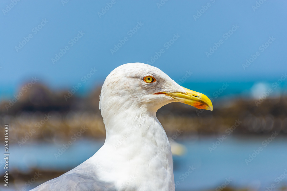 Portrait of a seagull in the beach of Essaouira, Morocco Portrait of a seagull in the beach of Essaouira, Morocco