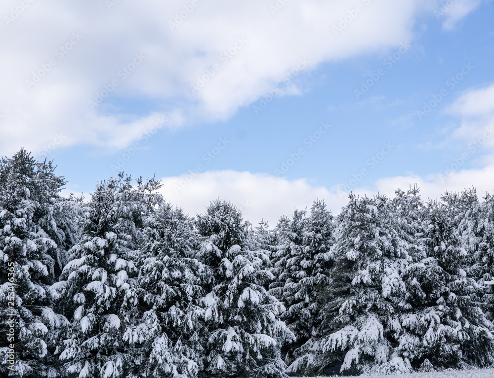 Snow covered pine trees after a winter storm. Snow covered pine trees after a winter storm.