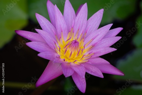 Purple Lotus