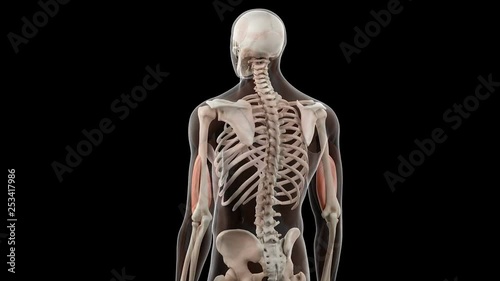 Human brachialis muscles photo