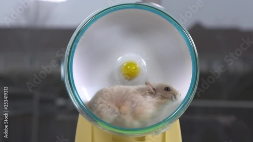 Medium shot of beige hamster running on small hamster wheel. photo