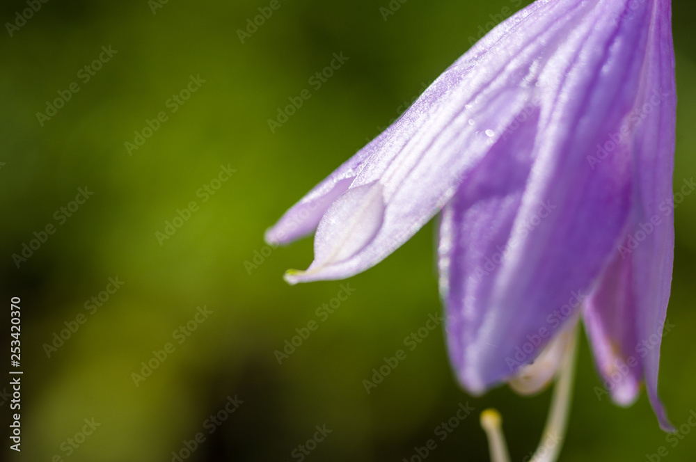 Flower purple hosta growing in the summer garden Flower purple hosta growing in the summer garden