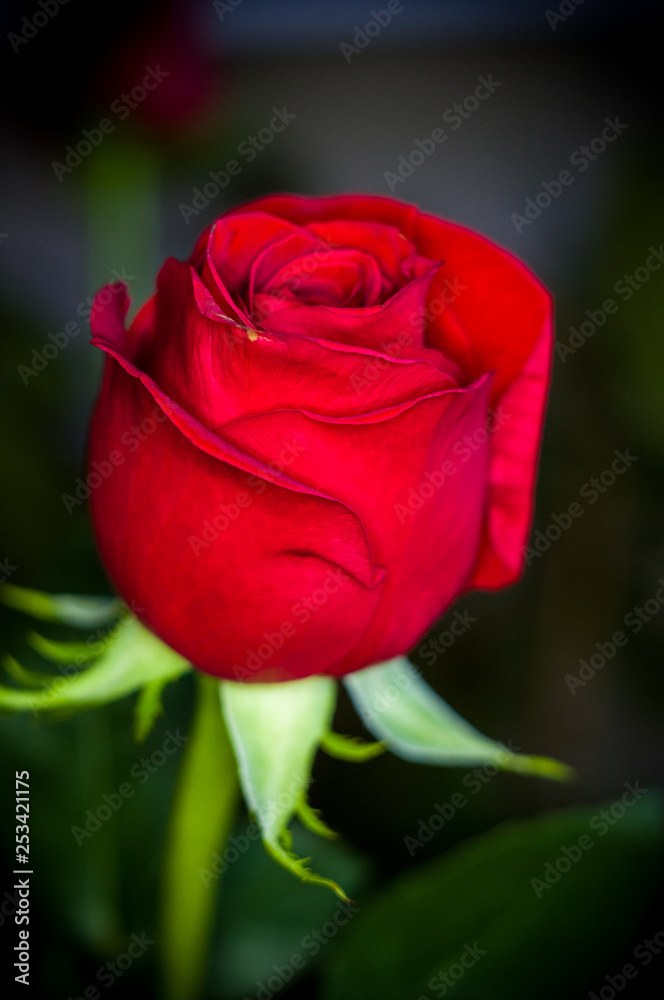 Beautiful Red Rose flower. Nature. close up, selective focus Beautiful Red Rose flower. Nature. close up, selective focus