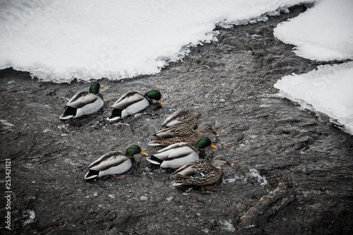 Winter Mallards photo