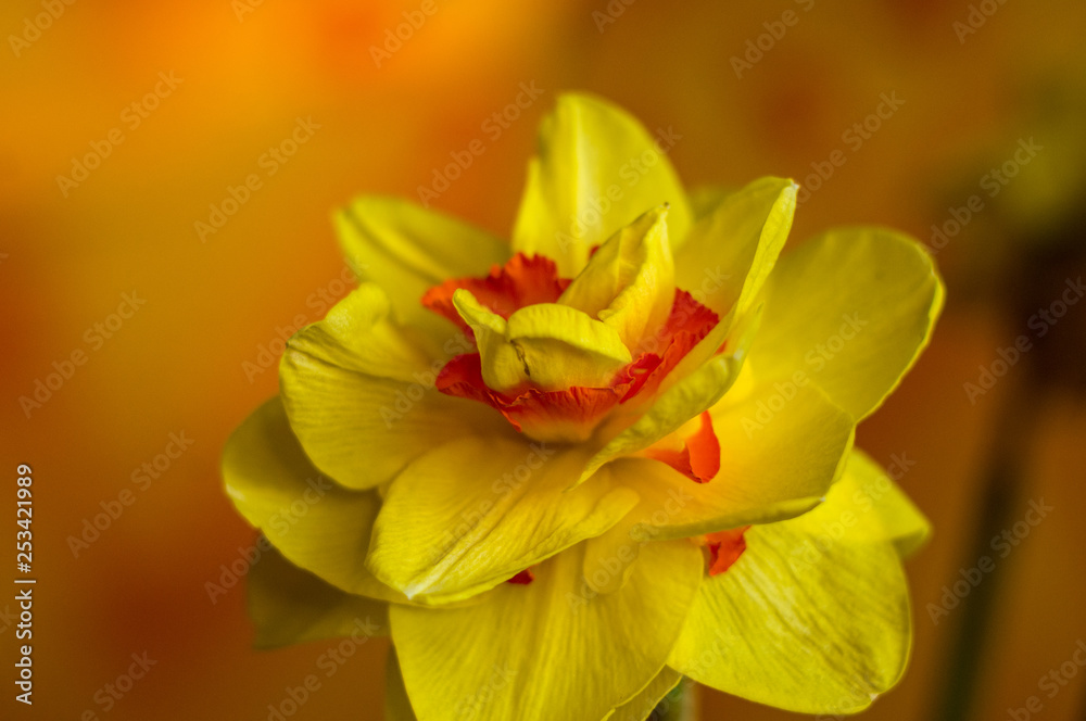 Amazing yellow huge bright daffodils in sunlight Amazing yellow huge bright daffodils in sunlight