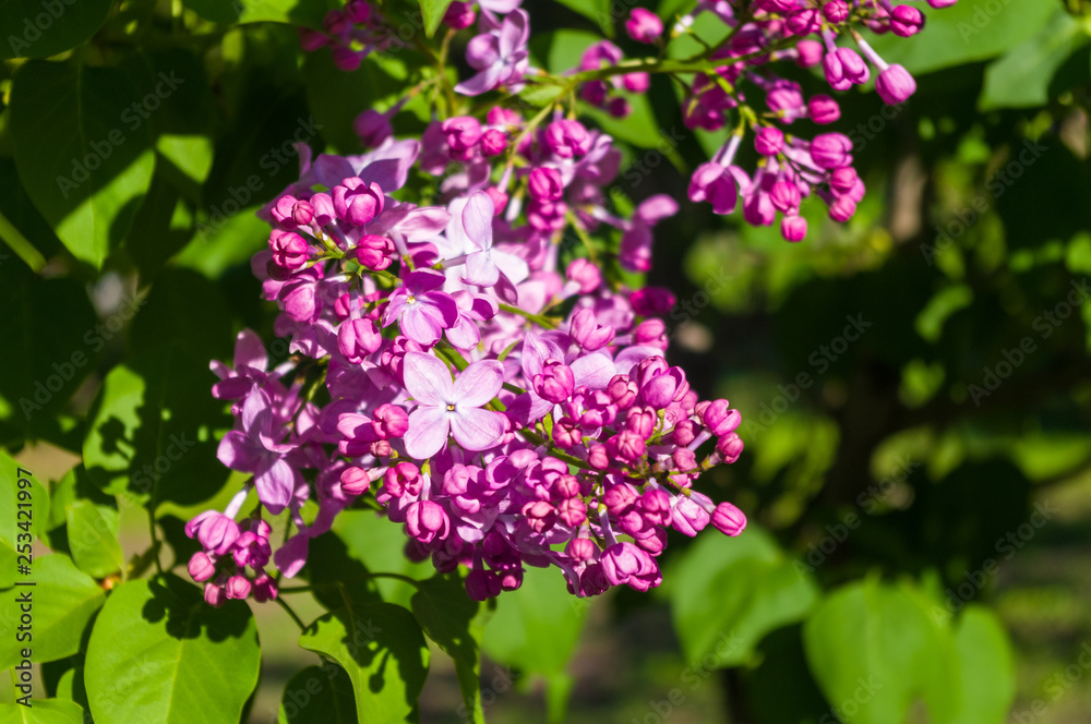 Green branch with spring blossoming ilac flowers