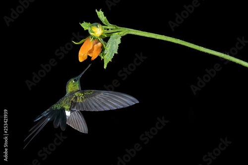 Buff-winged Starfrontlet Hummingbird (Coeligena lutetiae), Ecuador photo