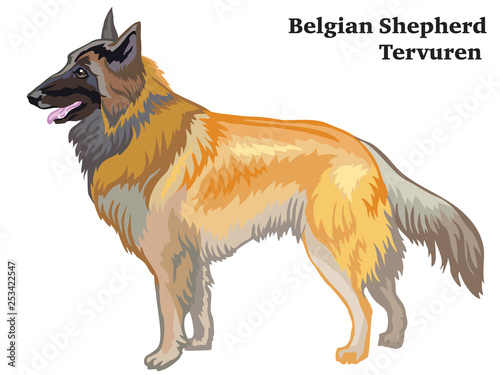 Colored decorative standing portrait of Belgian Shepherd Tervuren vector illustration