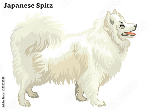 Colored decorative standing portrait of Japanese Spitz vector illustration
