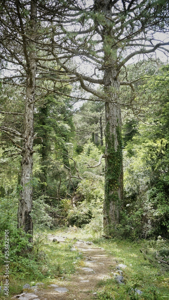 Obraz premium path in the forest