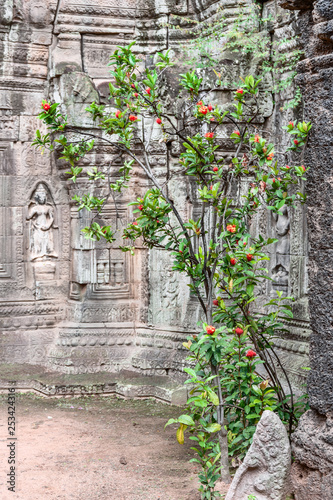 Ta Prohm of Tonle Bati photo