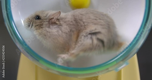 Close up of hamster running fast on hamster wheel in real time, 4k.
