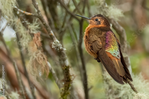 Shining Sunbeam Hummingbird (Aglaeactis cupripennis), Ecuador photo