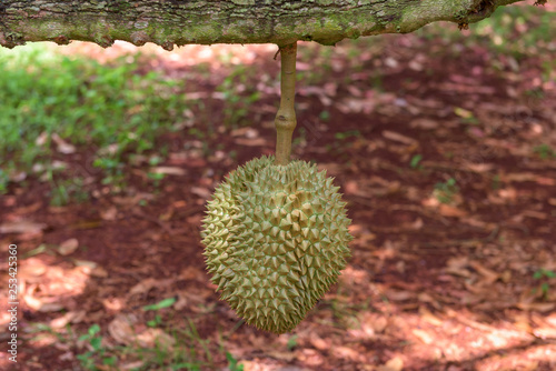 Durian fruit on tree in farm at Thailand