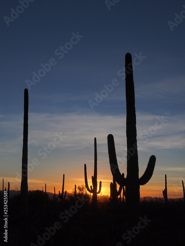 Saguaro cacti, Carnegiea gigantea, silhouetted against the sunset sky in Saguaro National Park near Tucson, Arizona. © Francisco